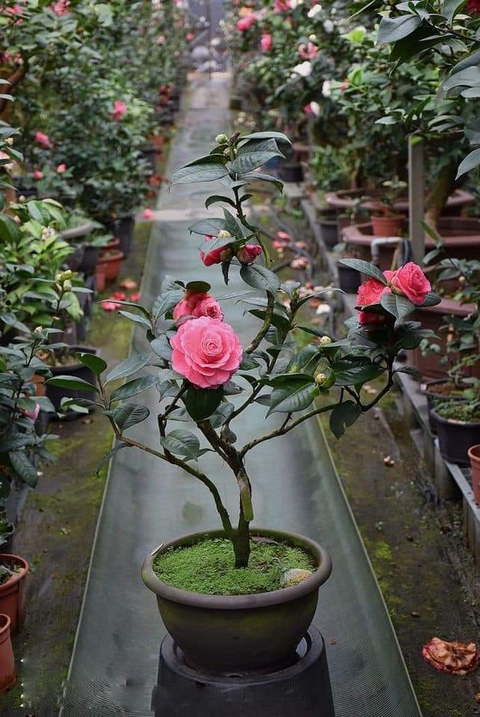 Pink rose