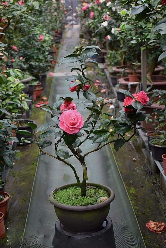 Pink rose