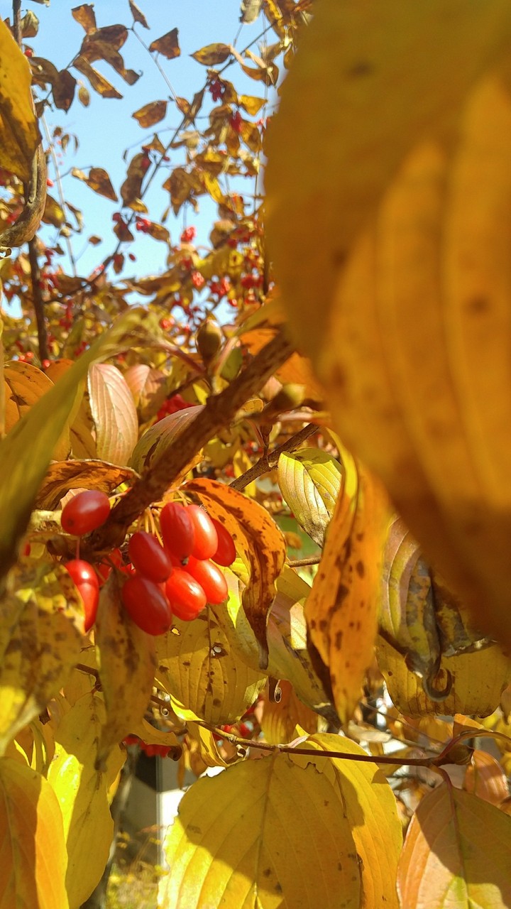 Fruit of schisandra chinensis