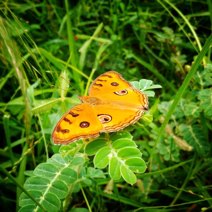 butterfly
