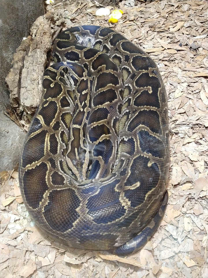 snake