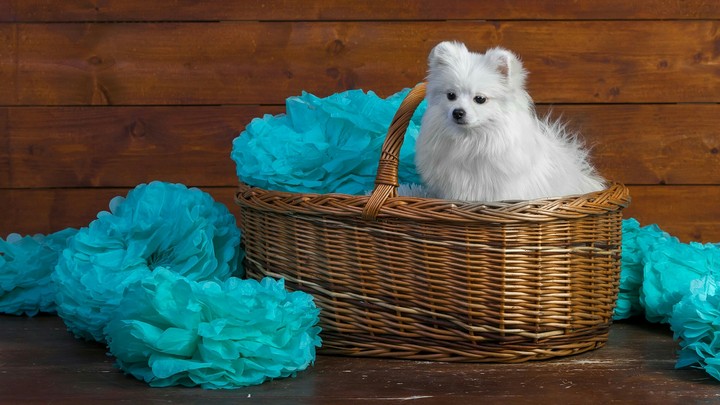 sptiz or pomeranian?