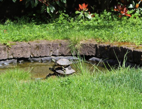Turtles