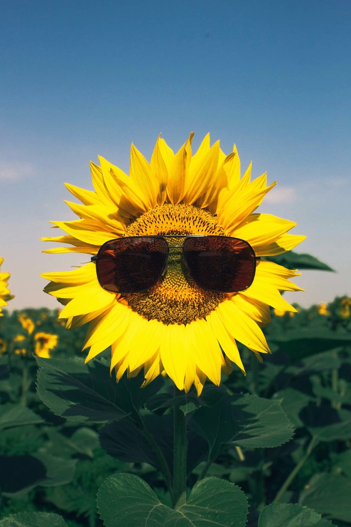 SUNFLOWER with SUNGLASSES