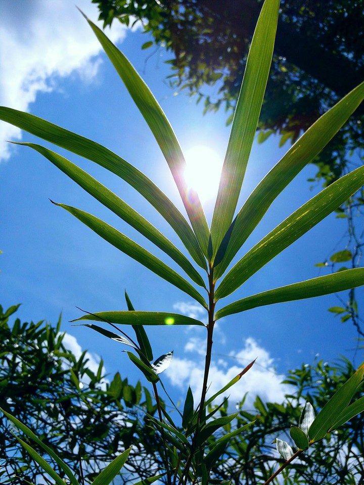Leaf