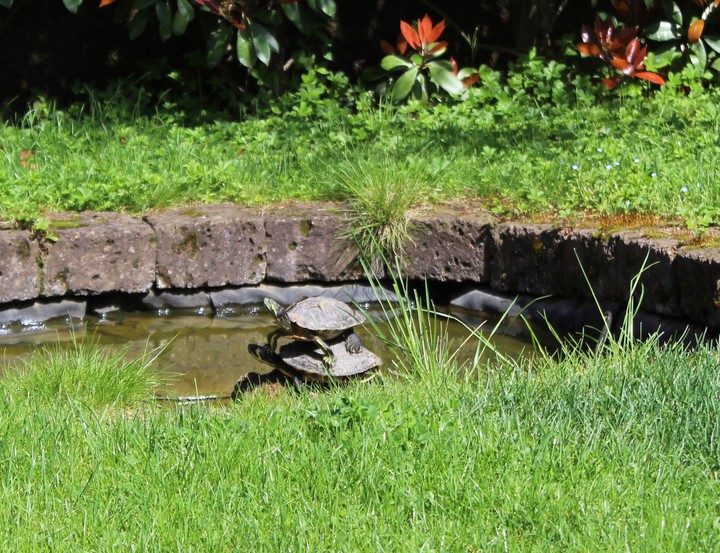Turtles