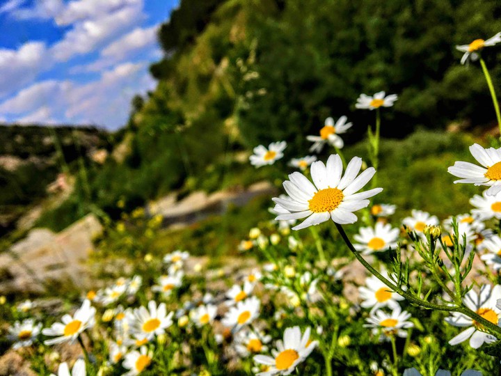 Flower Wallpaper