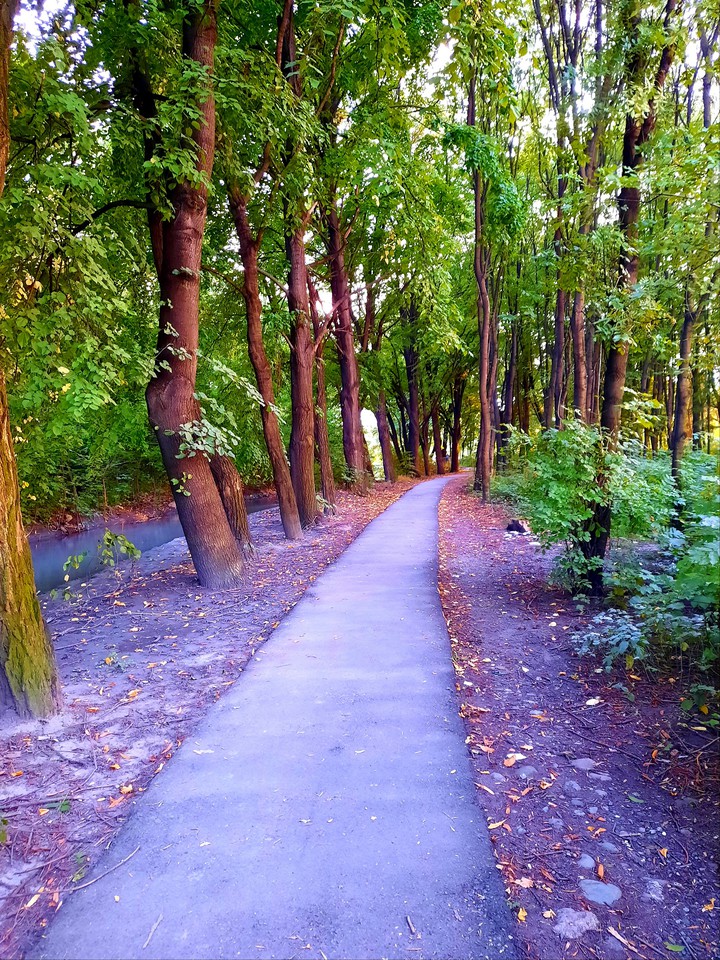 vladikavkaz forest