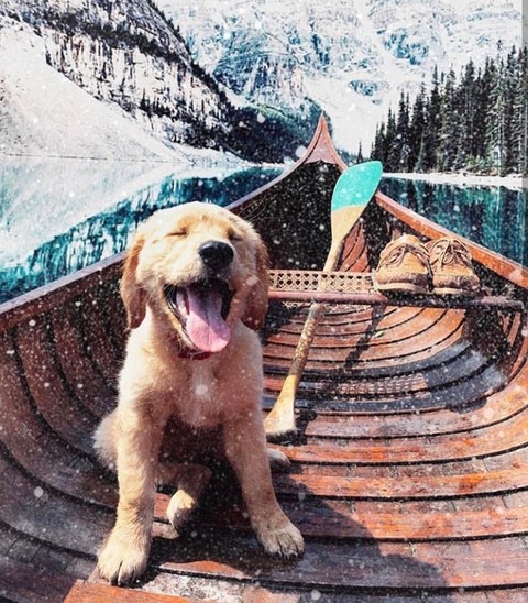 dog