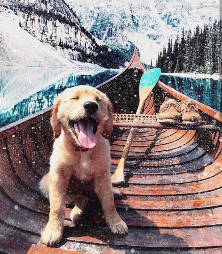 dog