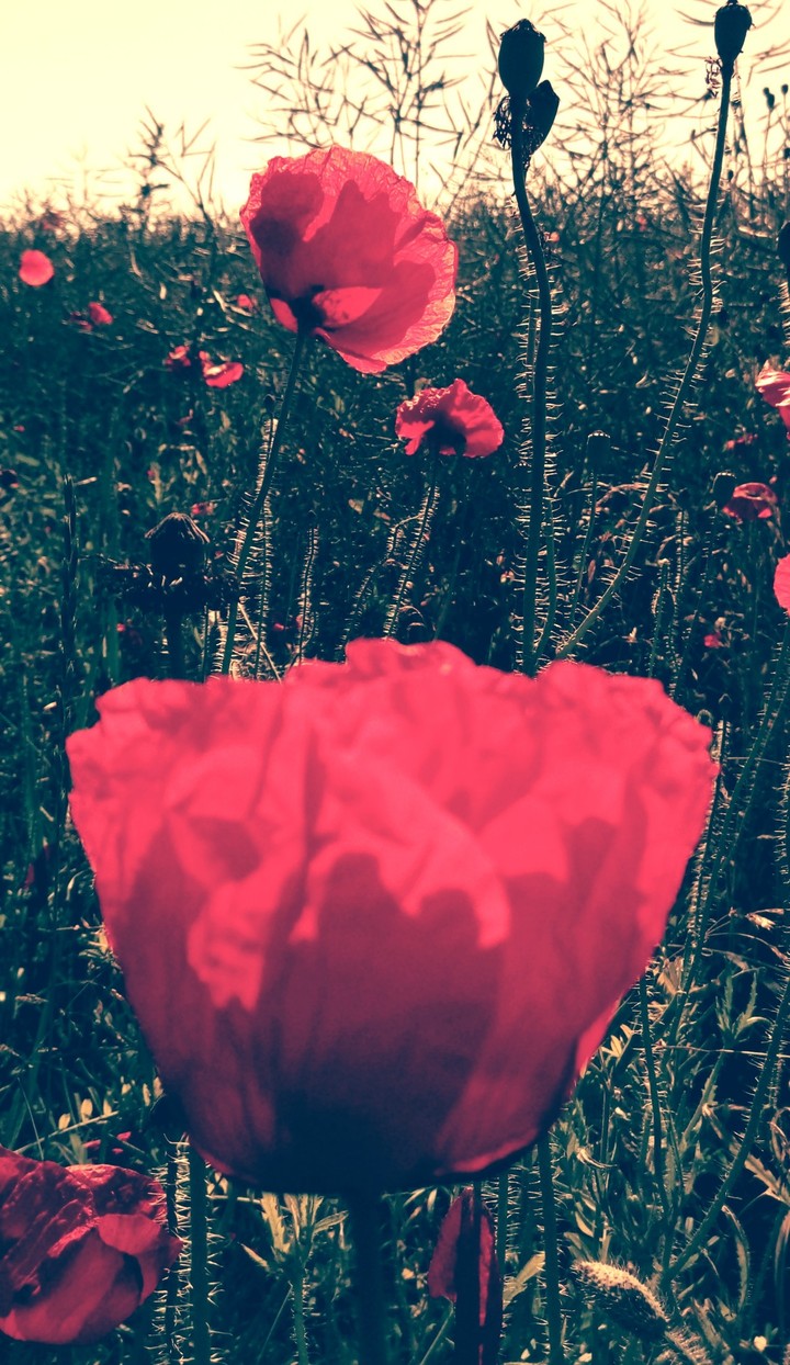 roter Mohn von Rügen