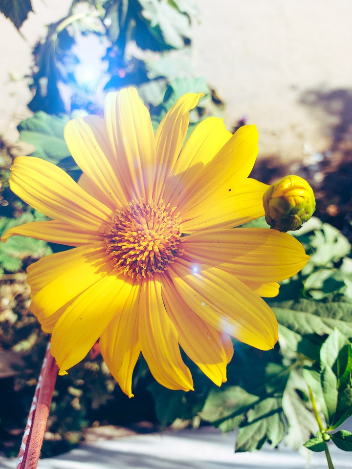 Flower