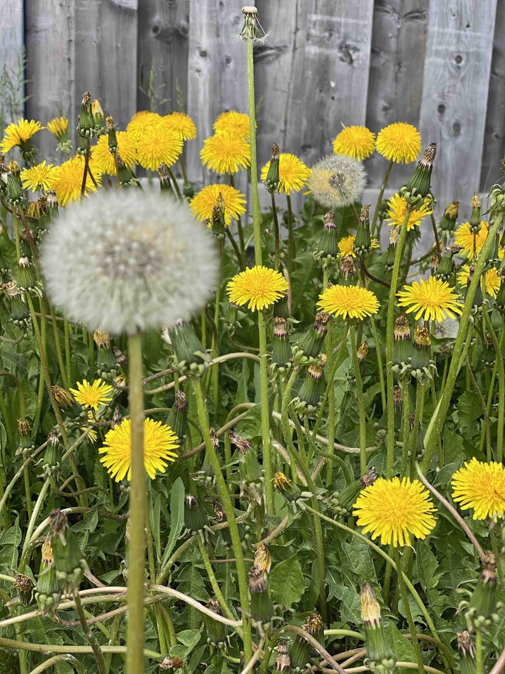 Summer Bloom