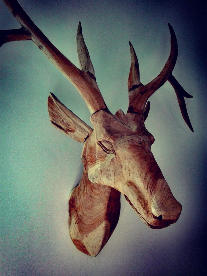 Deer