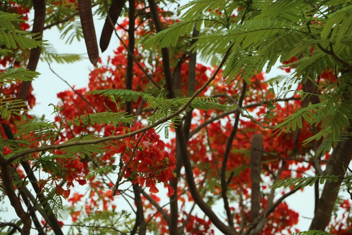 red flower beauty