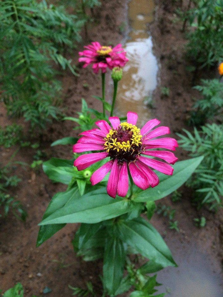 ❤My garden Photography