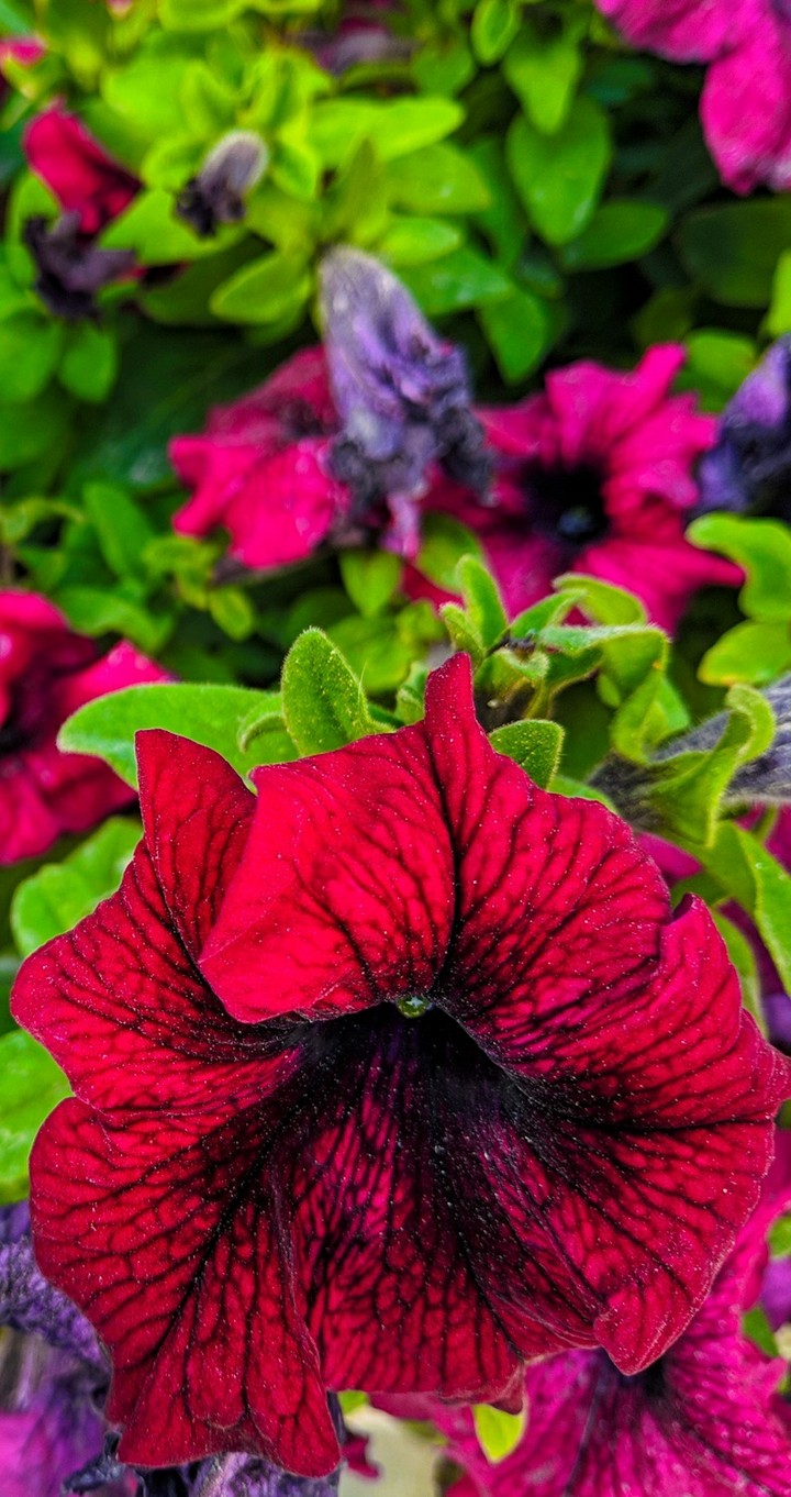 red