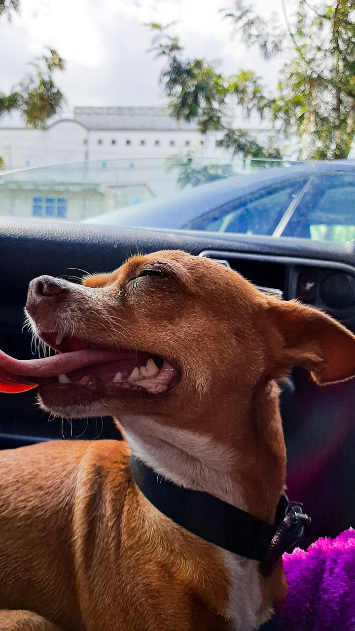 Chihuahua