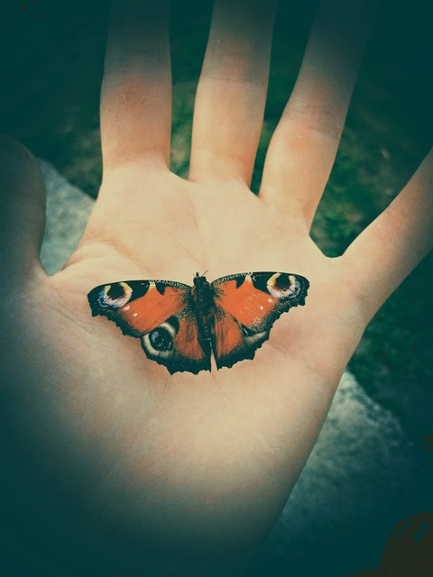 butterfly