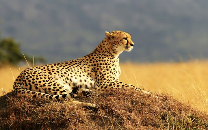 Cheetah