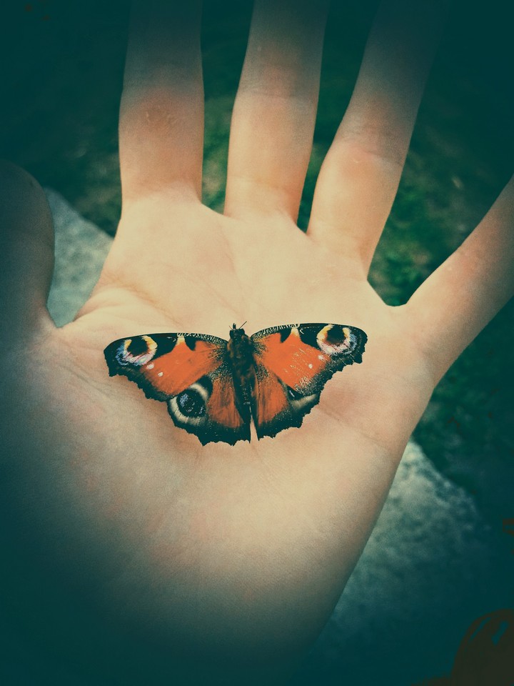 butterfly