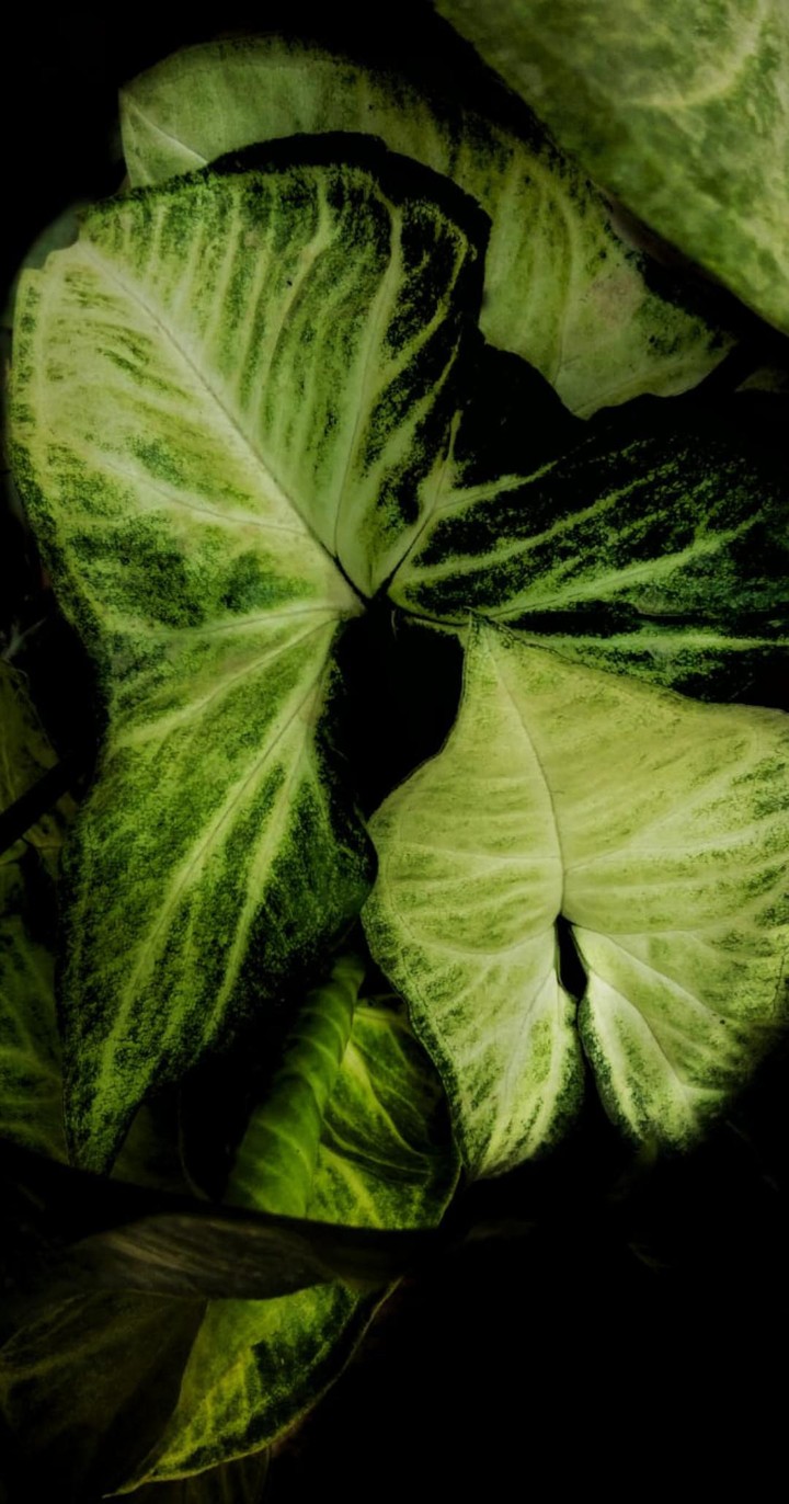 Green but Vibrant ....