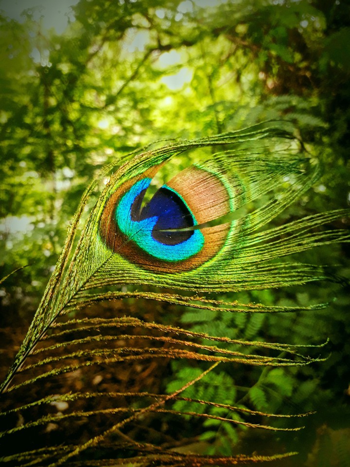 ? Peacock feather