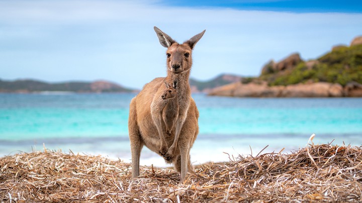 kangaroo