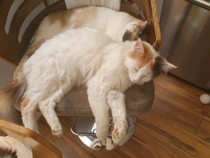 cats