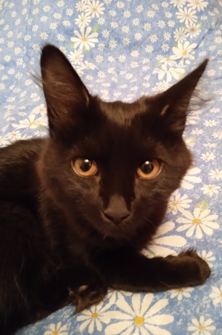 Кот