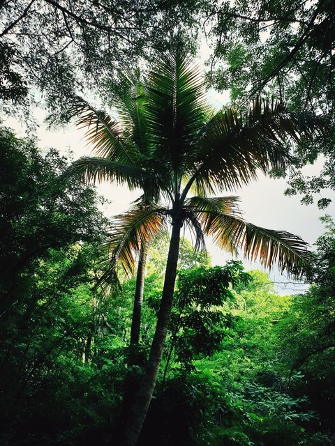 Palm