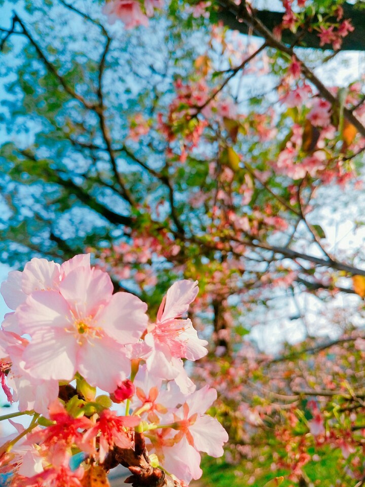 Spring