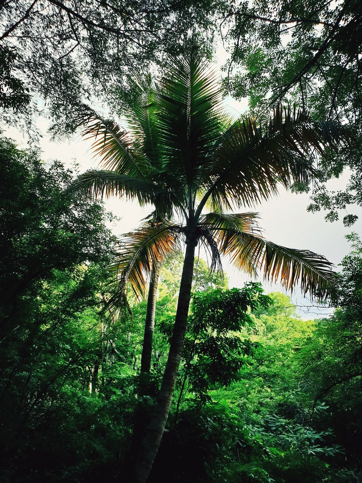 Palm