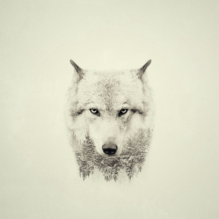 wolf