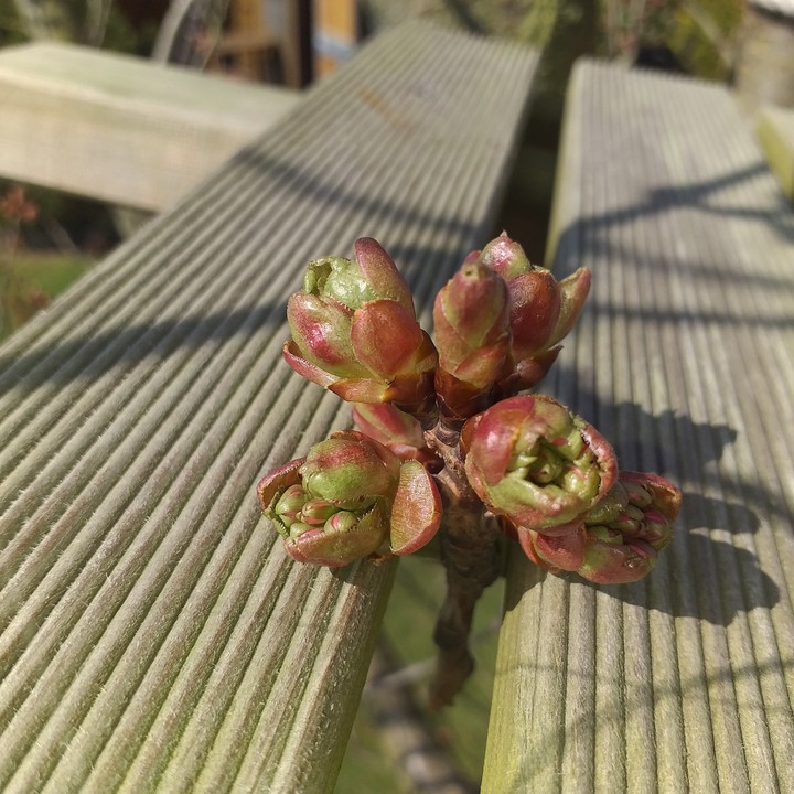 Blume