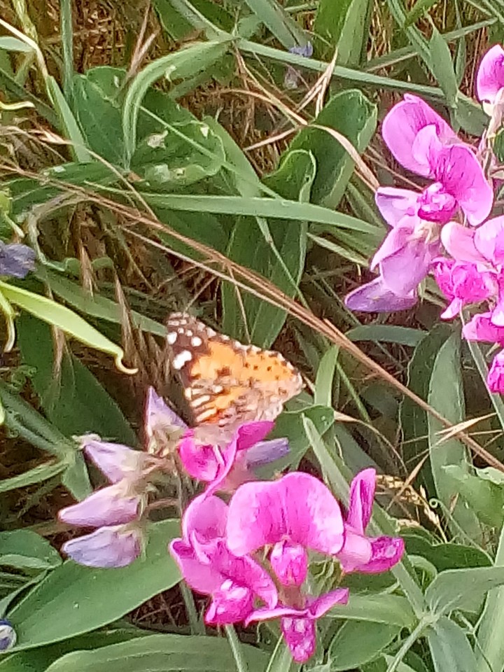 Wicken mit Schmeterling.