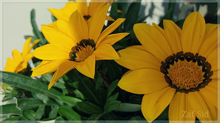 Garden's flower