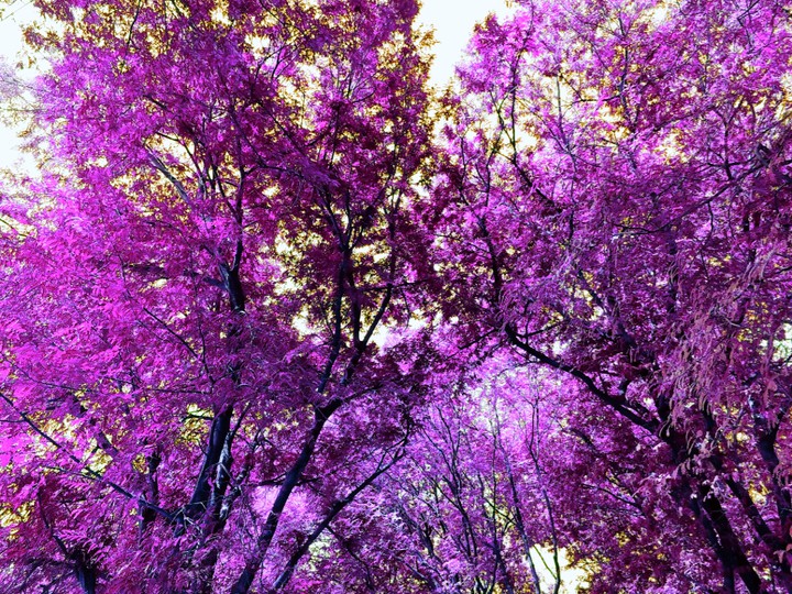 tree