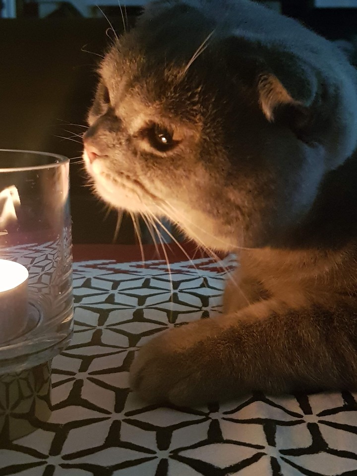cat