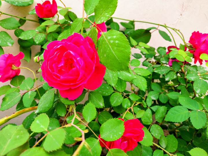 rose