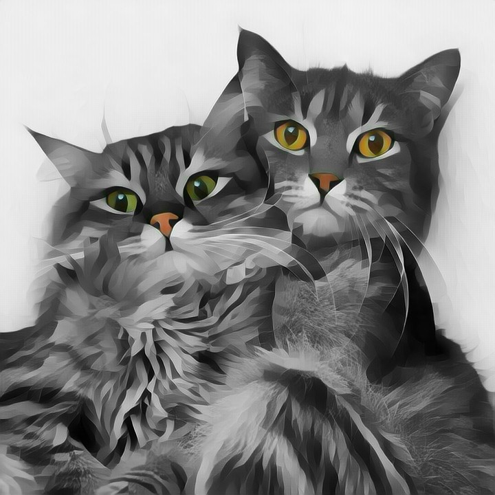 CatFri3nds