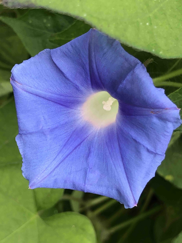 morning glory