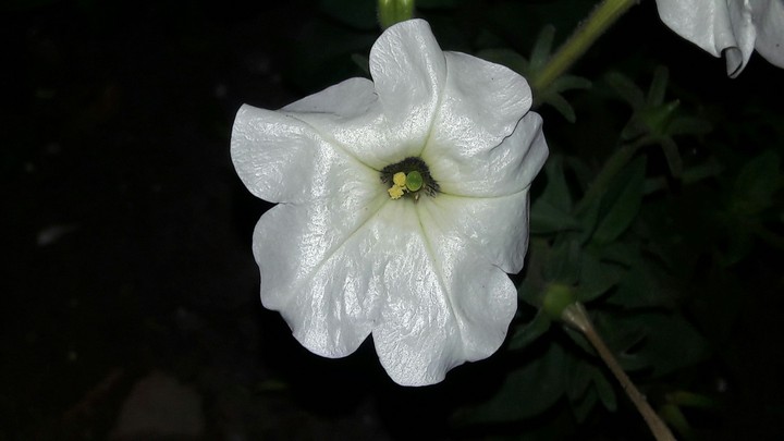 اریا