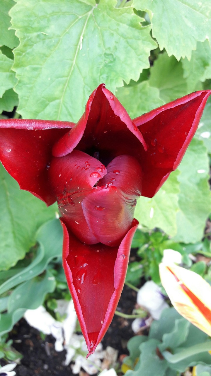 Tulpe