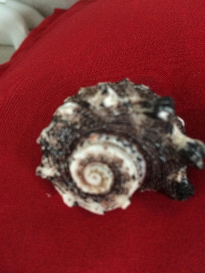 a seashell
