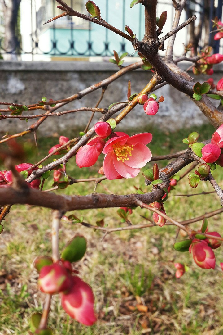 Spring