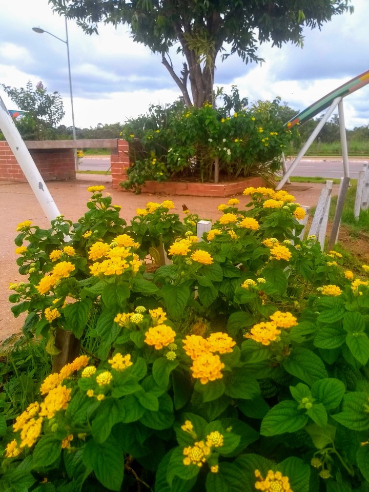 flores da praça, espaço Alternativo ??