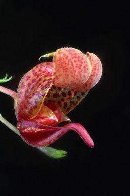 orchid