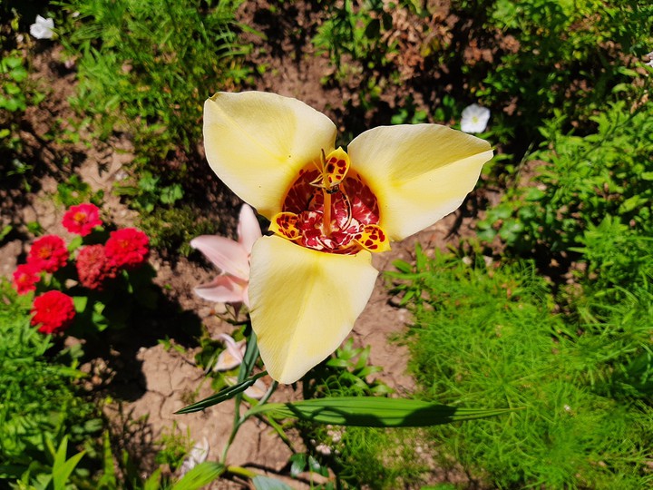 flower