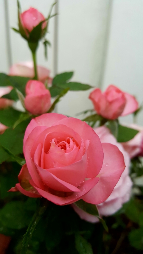 pink roses ❤
